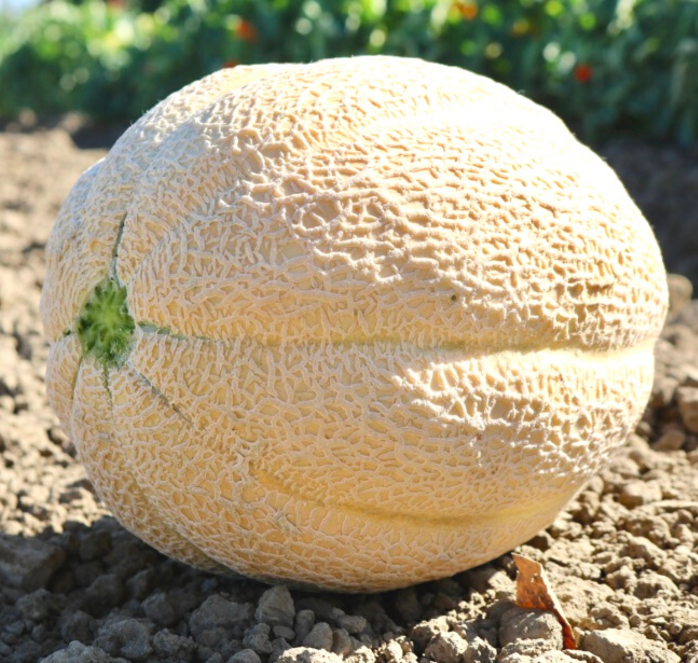 Bulk: Burpee Hybrid Cantaloupe Seeds