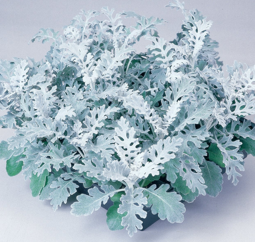 dusty miller plant seeds Silver Dust Dusty Miller Seeds