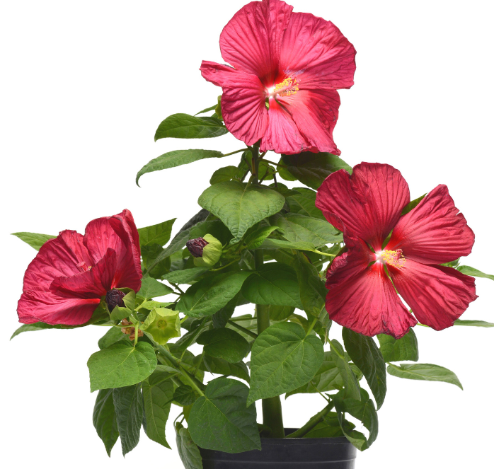 red hibiscus flower seeds Luna Red Hybrid Hibiscus Seeds
