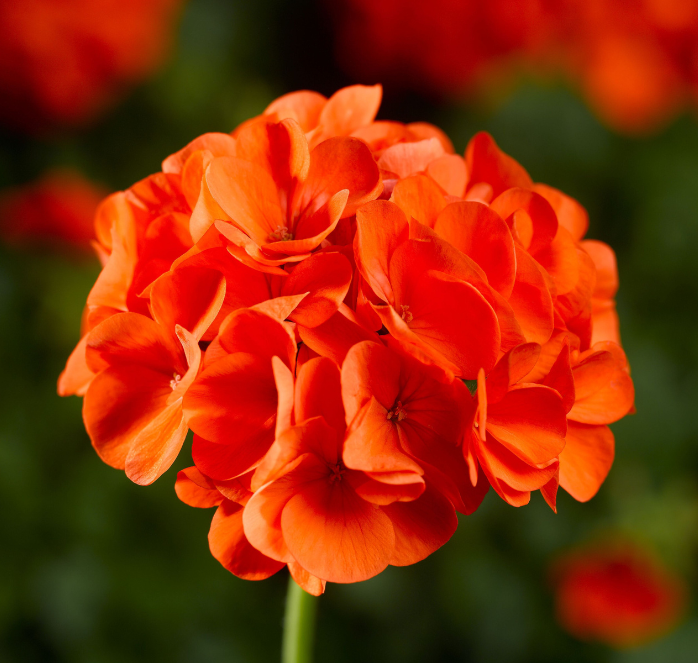 Maverick Orange Hybrid Geranium Seeds