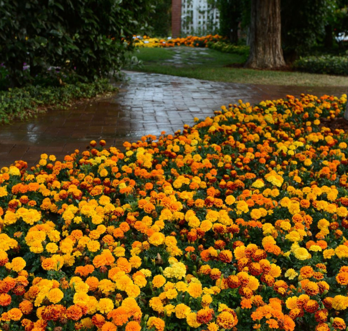marigold bulk seeds Hot Pak Mix Marigold Seeds — Seeds 'n Such