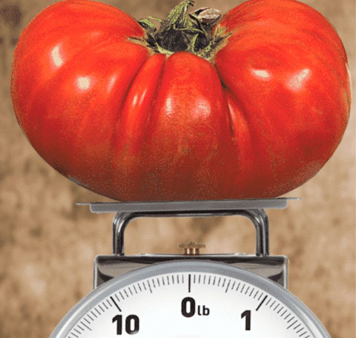 Bulk: Big Zac™ Hybrid Tomato Seeds