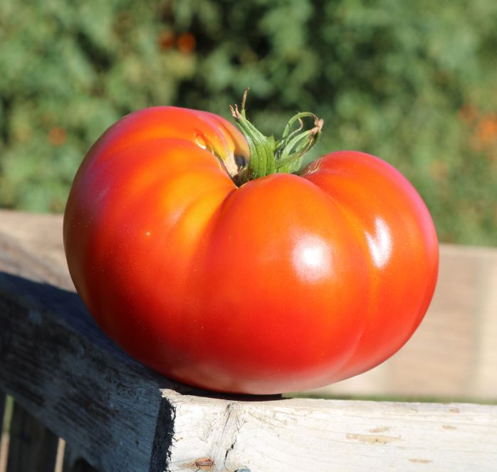 Bulk: Better Boy Plus Hybrid Tomato Seeds