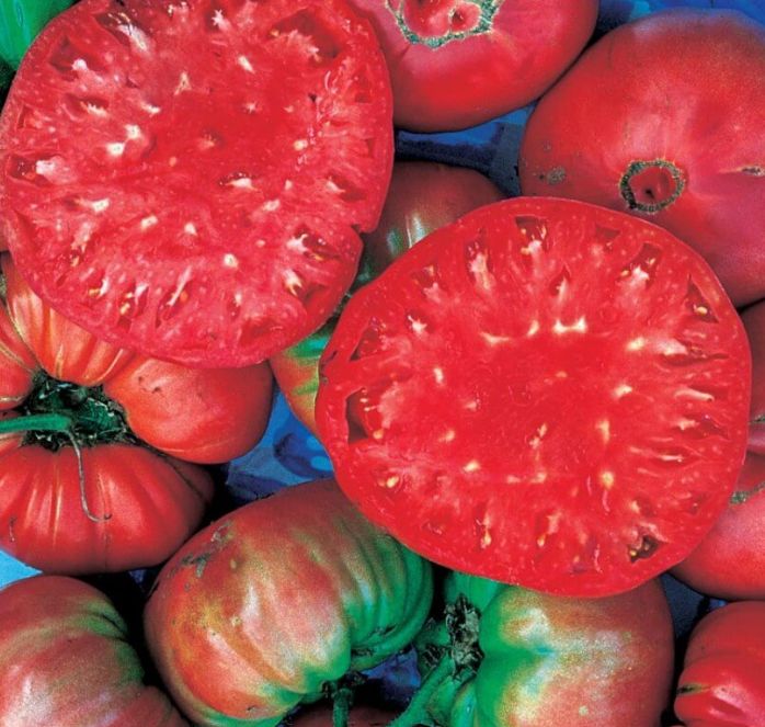 Bulk: Giant Belgium Tomato Seeds