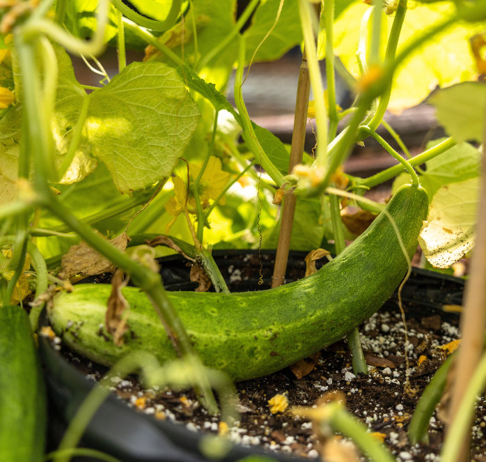 Bulk: Burpless Tasty Green No. 26 Hybrid Cucumber Seeds