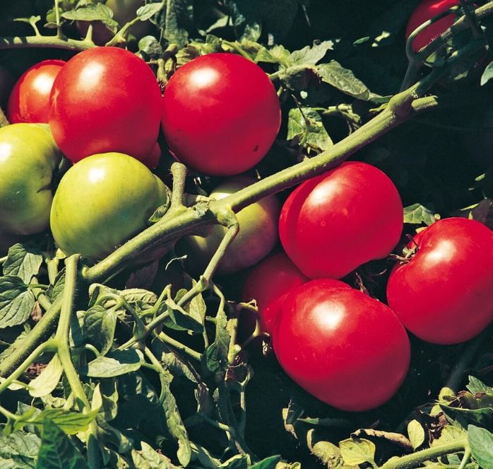 Bulk: Supersonic Hybrid Tomato Seeds