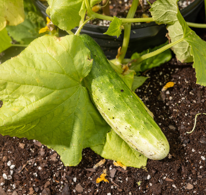Bulk: Garden Sweet Burpless Hybrid Cucumber Seeds