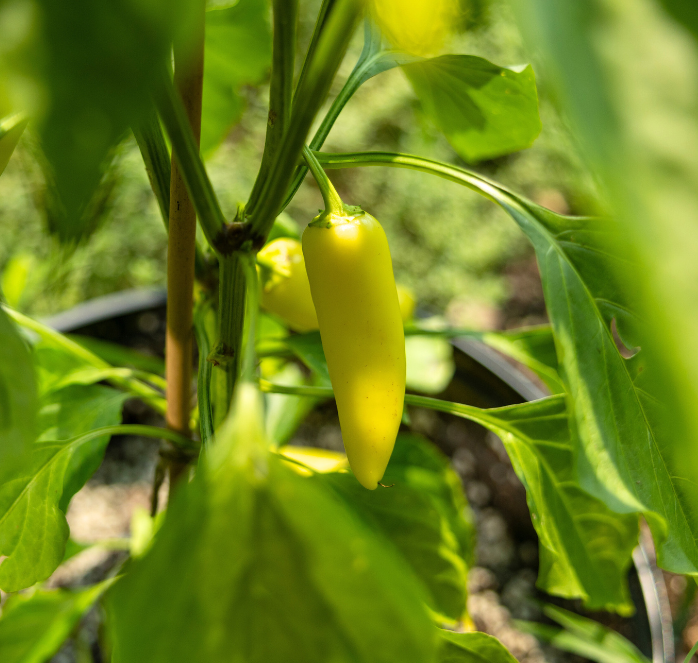Hungarian Yellow Hot Wax Pepper Seeds