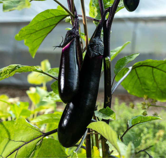 Bulk: Millionaire Hybrid Eggplant Seeds