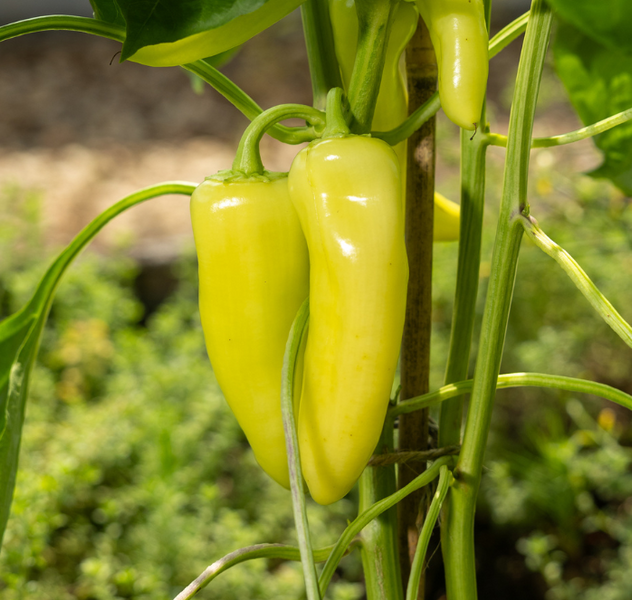 Pageant Sweet Banana Hybrid Pepper Seeds — Seeds 'n Such