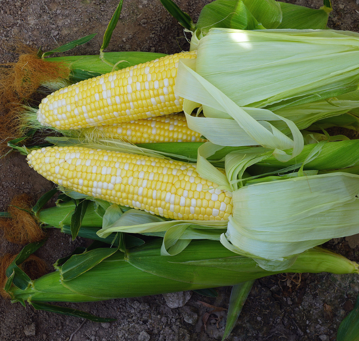 Bulk: Delectable RM Corn Seeds