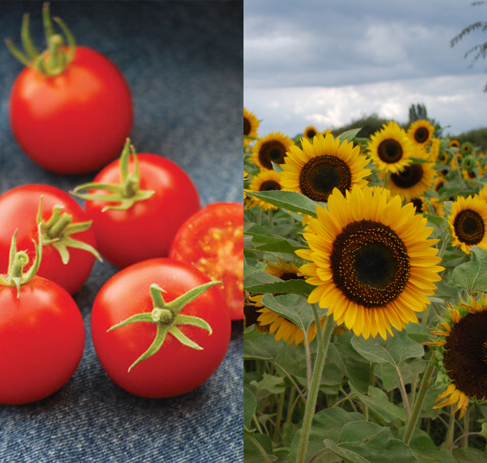 2025 Early Bird Special 2 Free Packets in Every Order! โ Seeds 'n Such