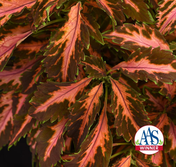 Bulk: Premium Sun Coral Candy Coleus Seeds