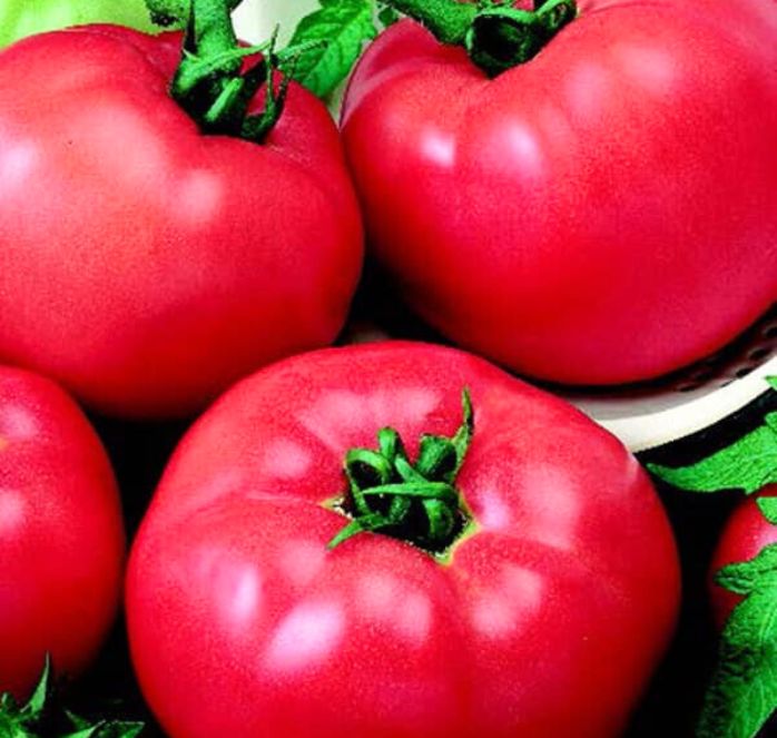 Bulk: Red Brandymaster Hybrid Tomato Seeds