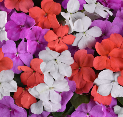 impatiens seeds from plants Beacon Pearl Island Mix Impatiens Seeds — Seeds 'n Such
