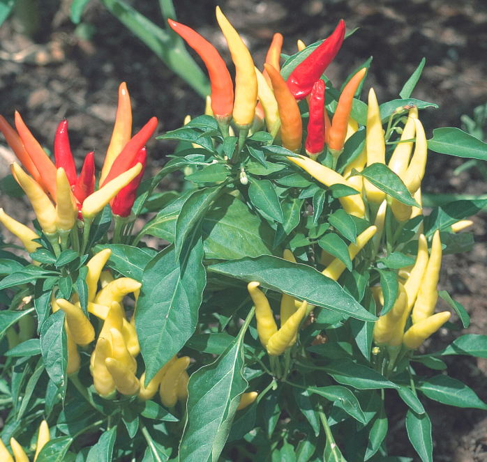 Fire Peper Fire and Ice Ornamental Pepper Seeds — Seeds 'n Such
