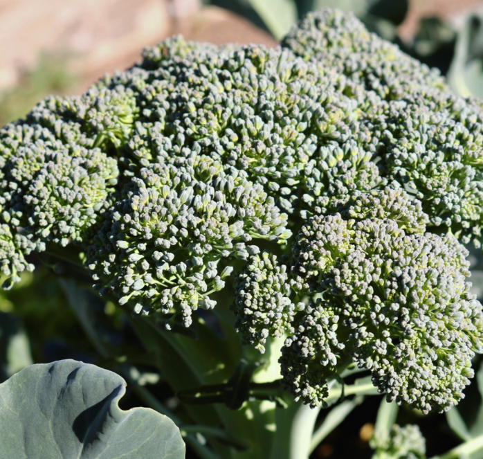 Bulk: Castle Dome Hybrid Broccoli Seeds