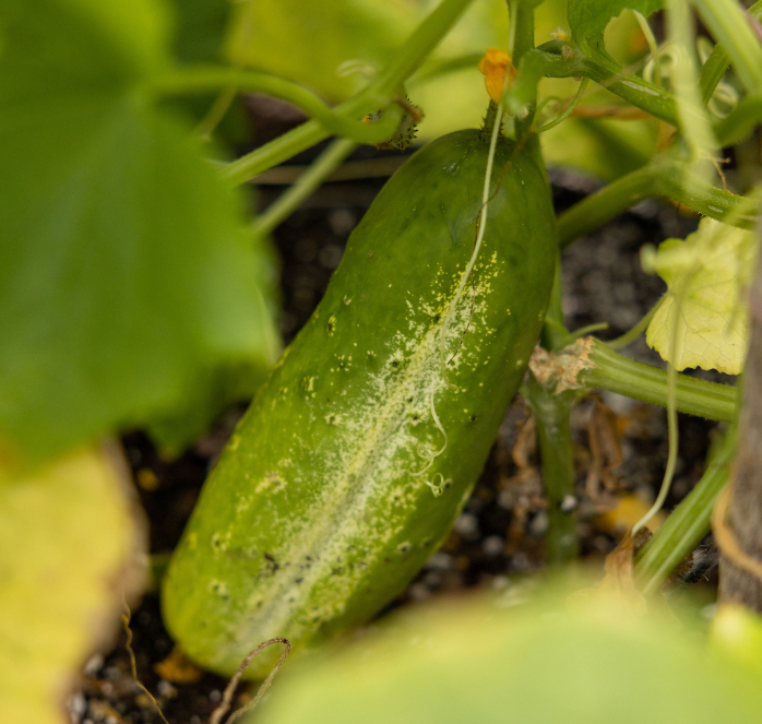 Bulk: National Pickling Cucumber Seeds