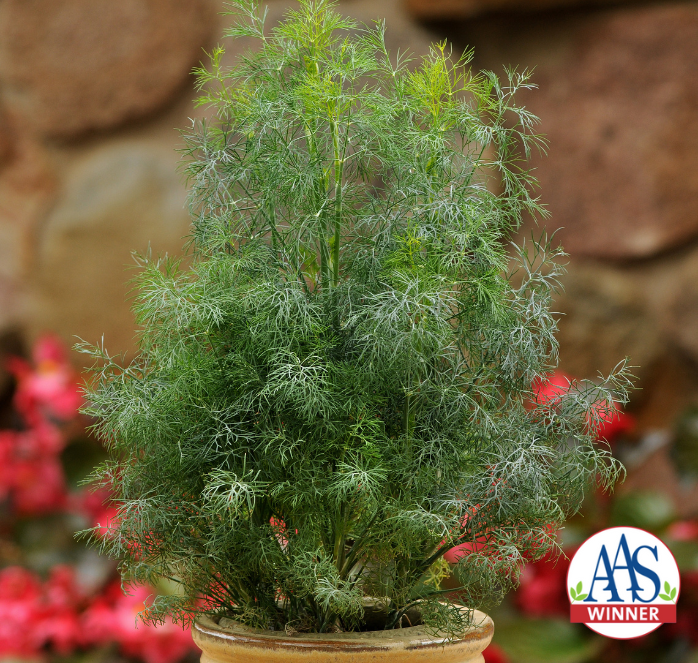 bulk dill seed for planting Fernleaf Dill Seeds — Seeds 'n Such