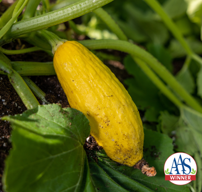 Bulk: Early Prolific Straightneck Summer Squash Seeds