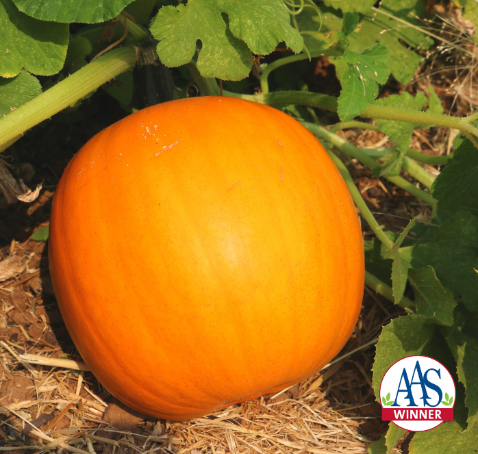 Bulk: Orange Smoothie Hybrid Pumpkin Seeds