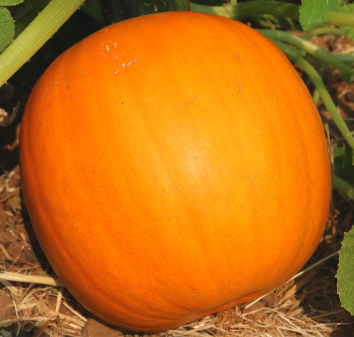 Bulk: Orange Smoothie Hybrid Pumpkin Seeds