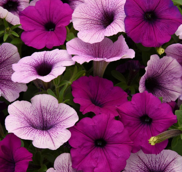 Easy Wave Plum Pudding Mix Hybrid Petunia Seeds — Seeds 'n Such