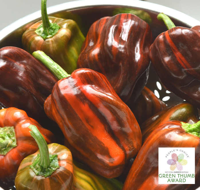 Seeds 'n Such Candy Cane Chocolate Cherry Pepper Seeds