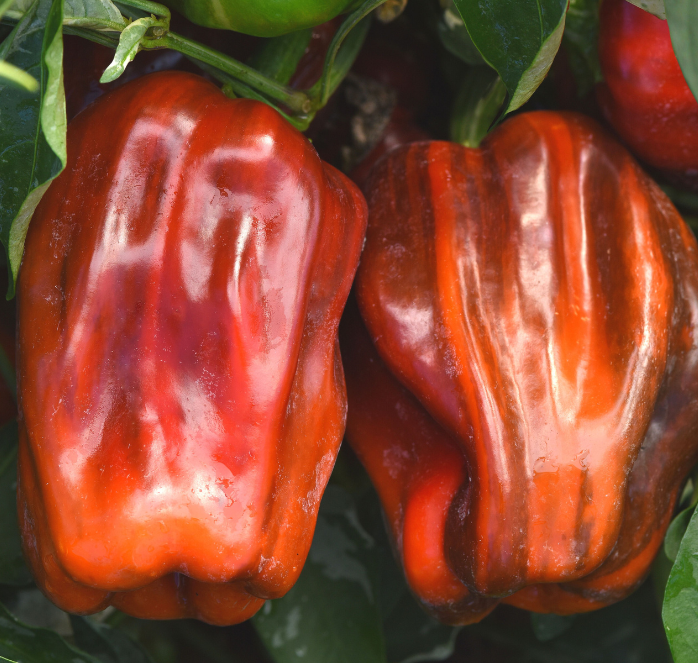 Bulk: Candy Cane Chocolate Cherry Hybrid Pepper Seeds