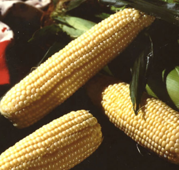 Bulk: Illini Xtra-Sweet Corn Seeds