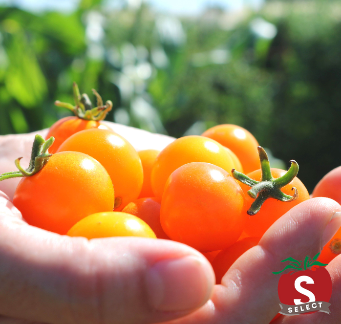 Bulk: Sun Sugar Hybrid Tomato Seeds