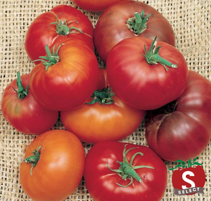 Three brandywine tomatoes, heirloom beefsteak tomato