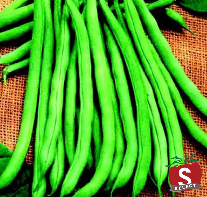 Blue Lake 274 Bean Seeds — Seeds 'n Such