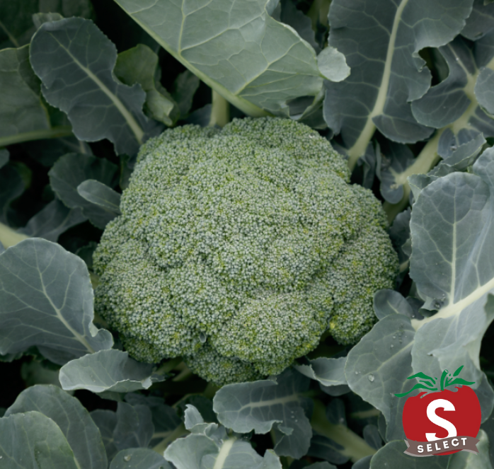 Bulk: Green Magic Hybrid Broccoli Seeds