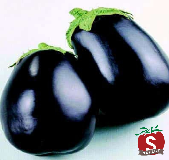 Bulk: Black Beauty Eggplant Seeds