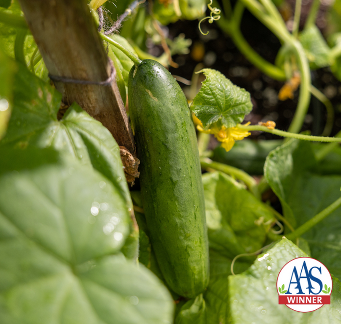 Seeds 'n Such AwardWinning, NonGMO Seeds... 'n Such!