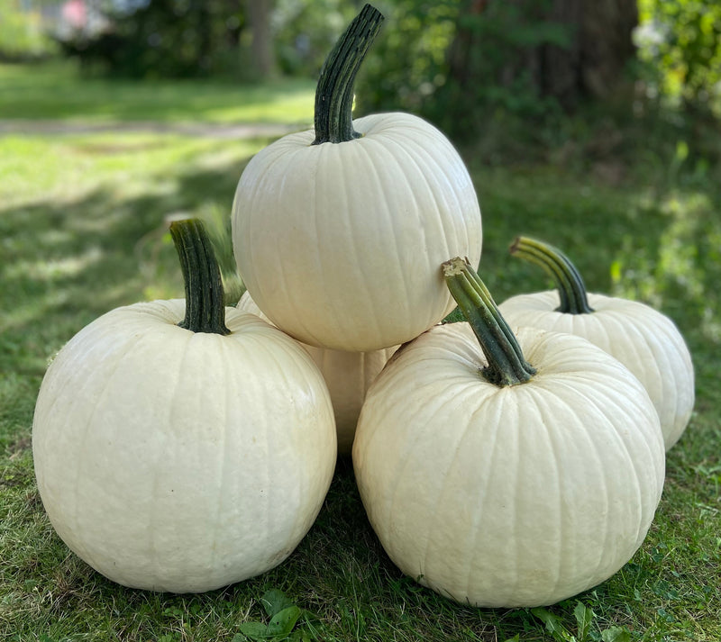 Bulk: Abominable Hybrid Pumpkin Seeds