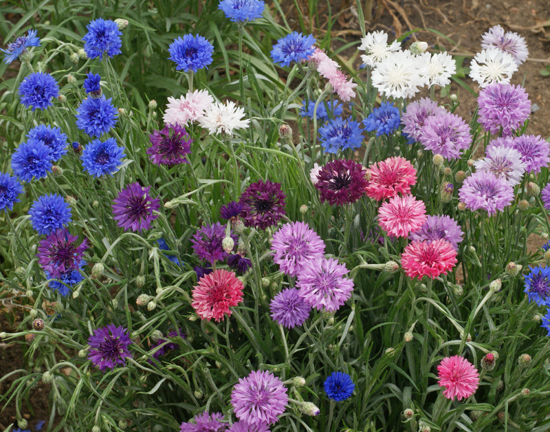 polka dot plant seeds for sale Dwarf Polka Dot Mix Bachelor's Button Seeds — Seeds 'n Such