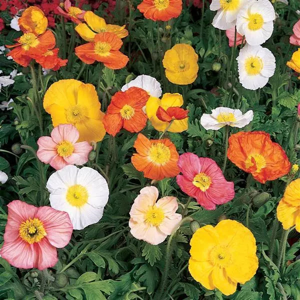 poppy flower seeds bulk Poppy Champagne Bubbles Mix Seed