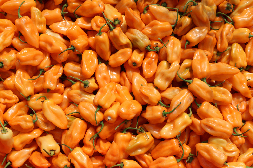 Bulk: Chichen Itza Hybrid Pepper Seeds