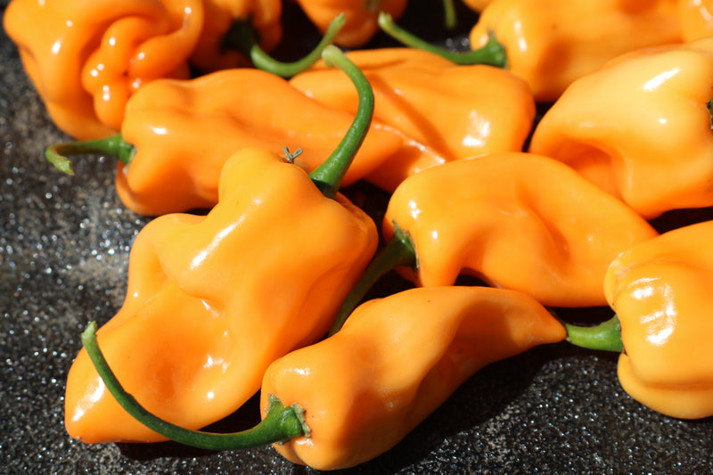 Bulk: Chichen Itza Hybrid Pepper Seeds