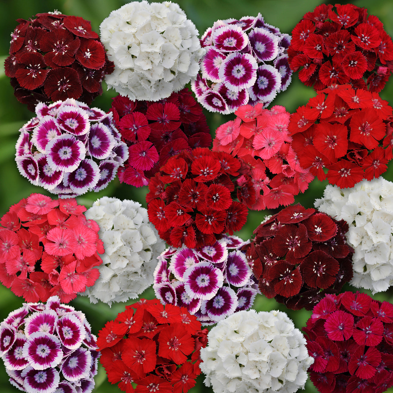 Dianthus
