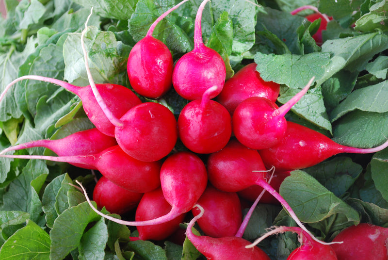 Bulk: Early Scarlet Globe Radish Seeds