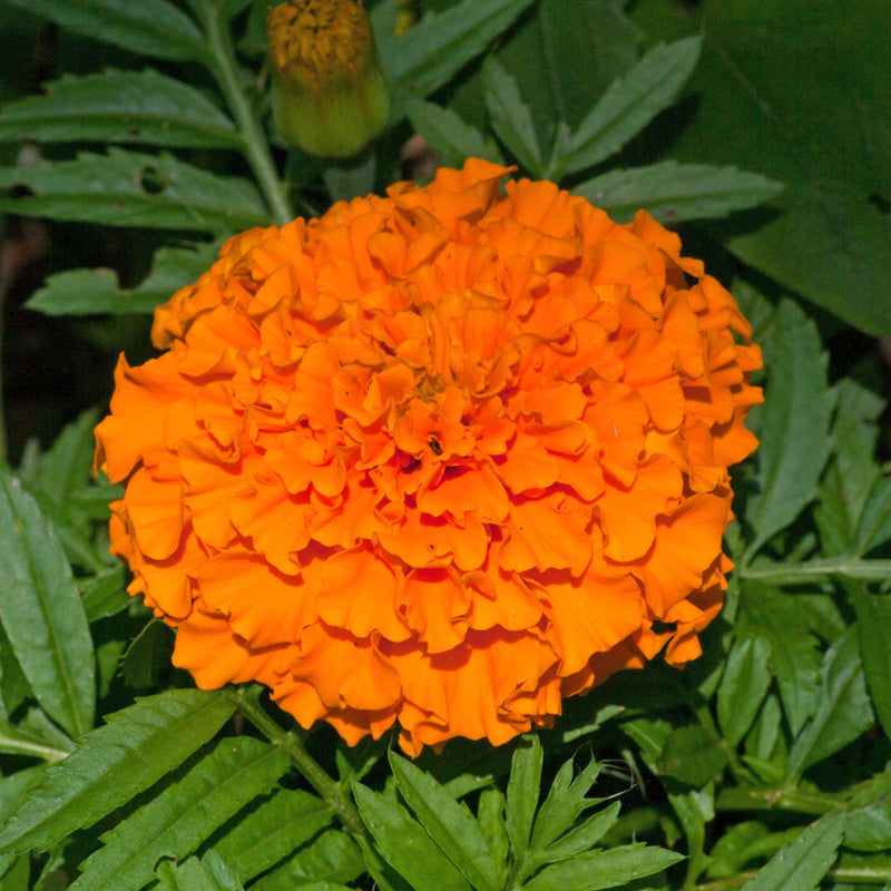 hawaii flower seeds Hawaii Marigold Seeds — Seeds 'n Such