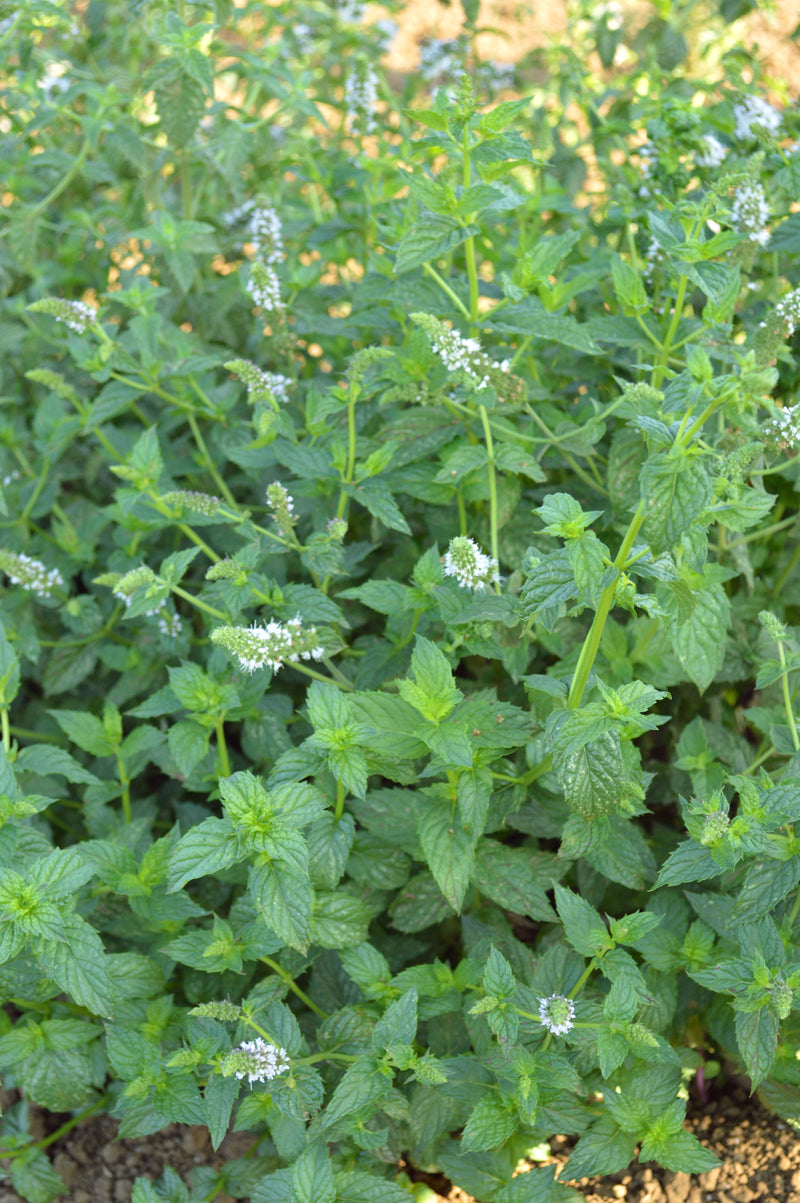 Bulk: Spearmint Seeds