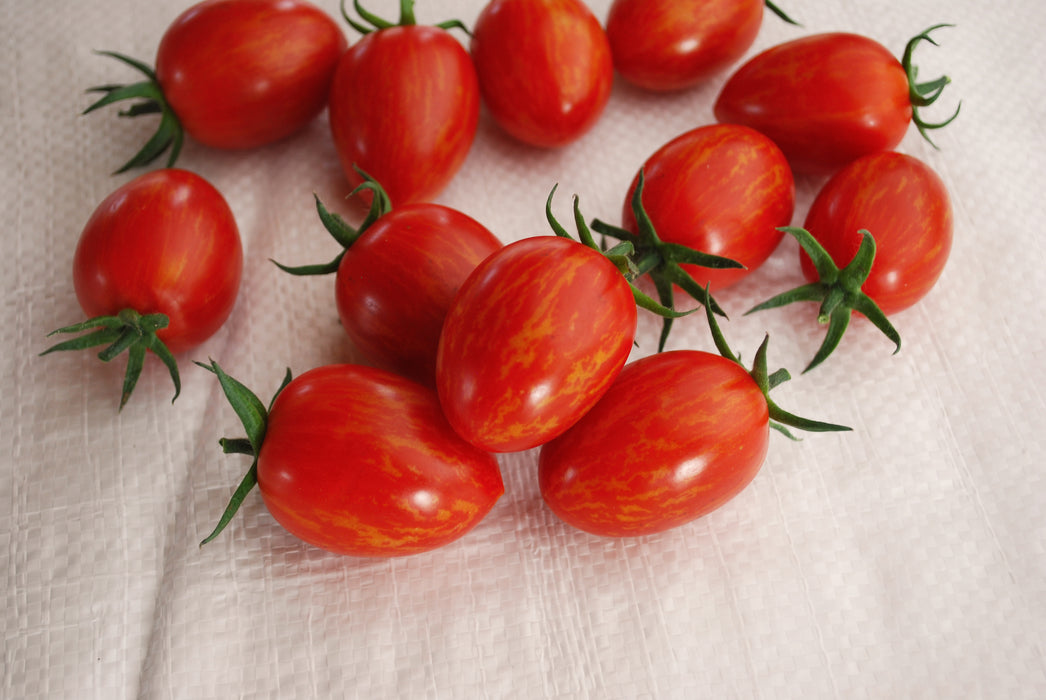Red Torch Hybrid Tomato Seeds