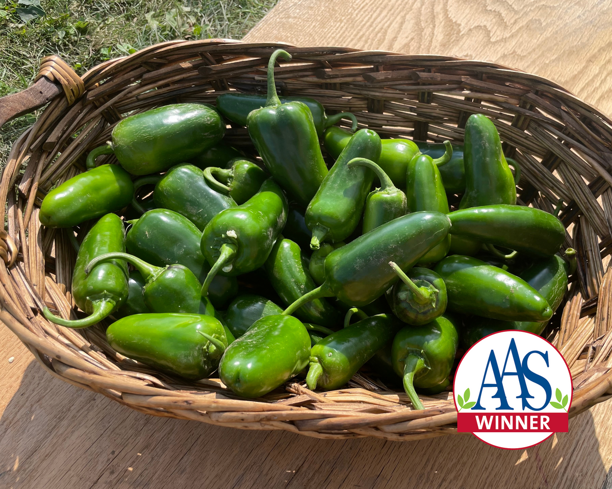 San Joaquin Hybrid Jalapeño Pepper Seeds