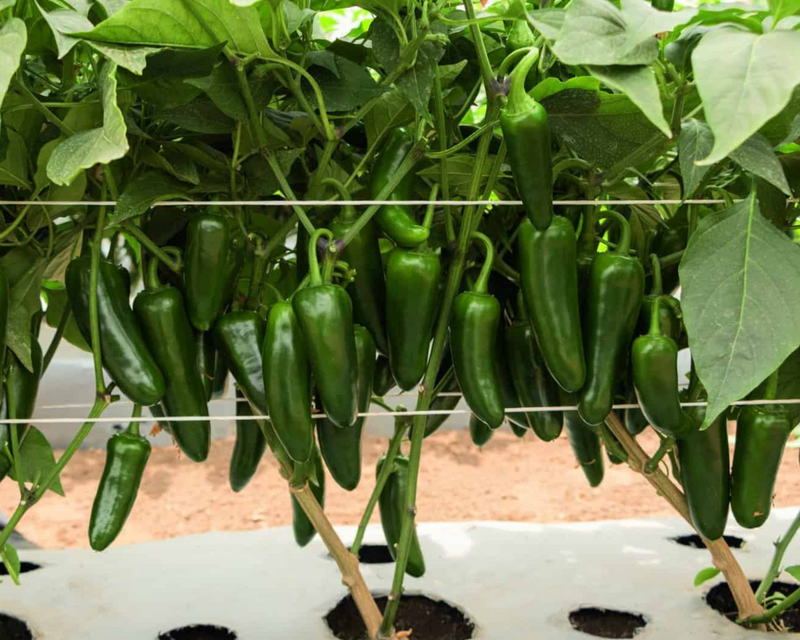 Bulk: San Joaquin Hybrid Jalapeño Pepper Seeds