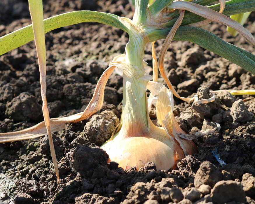 Bulk: Candy Hybrid Onion Seeds