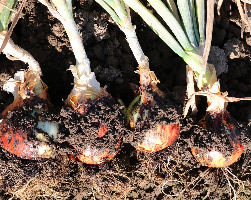 Candy Hybrid Onion Seeds